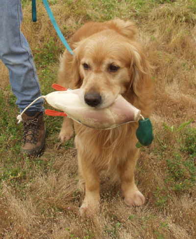 Tiger,  CH Sherwood's Let's Play A Round CD NA NAJ